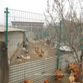 Galvanized Steel Welded Wire Mesh for Chicken Cages